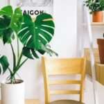 monstera w jasnym mieszkaniu