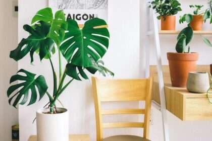 monstera w jasnym mieszkaniu