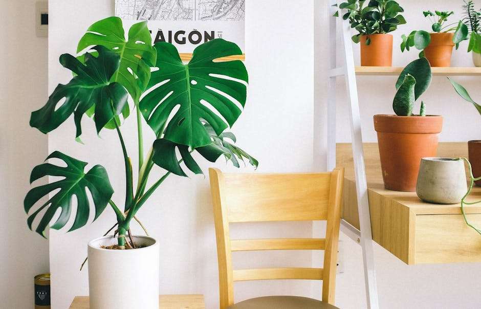 monstera w jasnym mieszkaniu