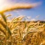 pole pszenżyta